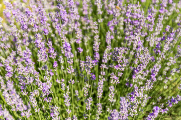 Obraz premium Lavender flowers at bloomed purple lavender field before sunset. Selective focus.