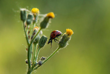 Ladybird insect climbing on plant