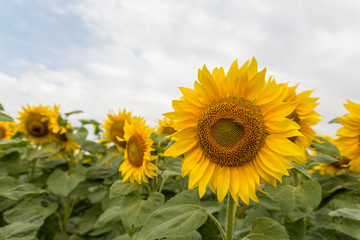 Honey Bee pollinating sunflower..Sunflower field in background. Selective focus.