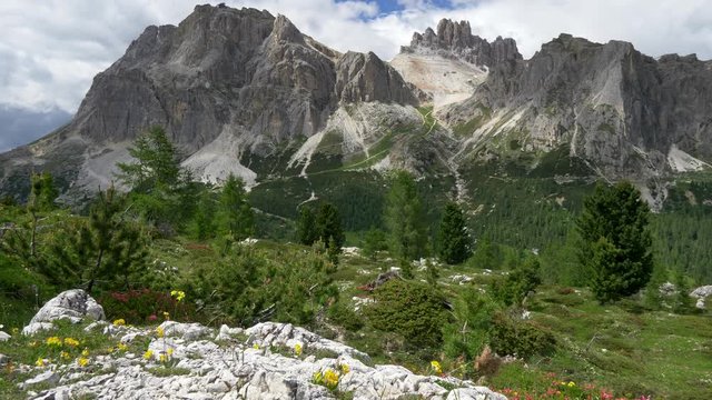 Rich green pines with cones and colorful flowers on foothills of Dolomites - Italian Alps, Italy in summer. Steadycam, 4K