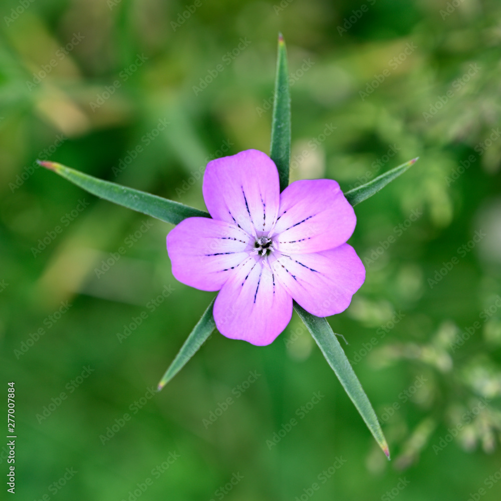 Wall mural pink flower of ornamental flax.