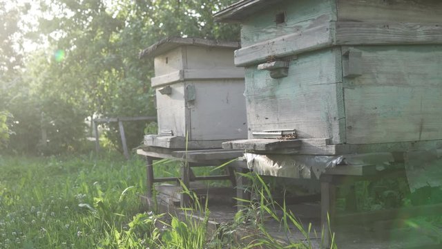 Bees fly to the hive. Old retro beehives with bees at sunset