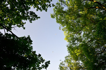 Seagulls flying in the sky and crown of trees around.