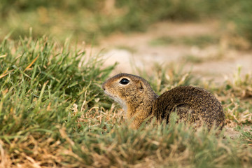 Naklejka na ściany i meble Ground Squirrel, Souslik in morning grass