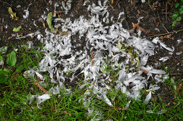 Crime scene - feather from gull on the ground.