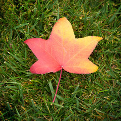 Colorful fall maple leaf on a background of green grass. Top view, the beginning of a golden autumn
