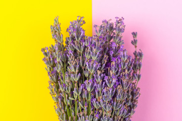 Fototapeta premium Kwitnąca fioletowa lawenda, na żółtym różowym tle