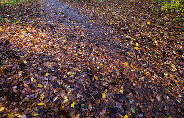 old autumn foliage