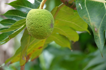 Breadfruit on the tree