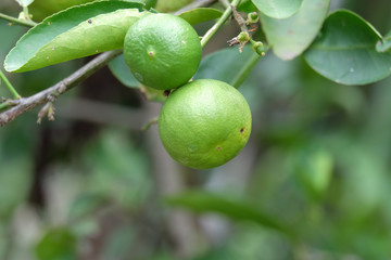 green lemons on the tree