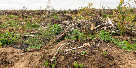 trees after the hurricane