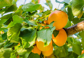 Apricot fruits illuminated by the morning sun