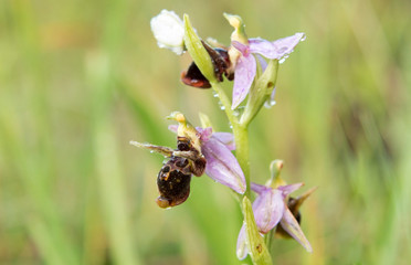 Woodcock orchid flower macro photography