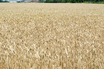 wheat field stretches as far as the eye can see, the ears swaying under the caress of the wind like...