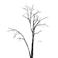Dead Tree without Leaves on white