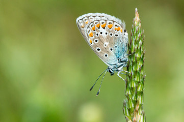 The common blue butterfly macro