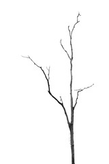 Dead Tree without Leaves on white