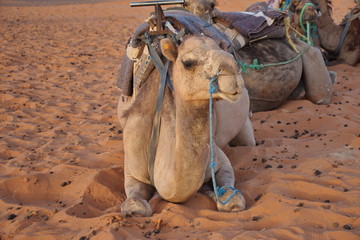 Portrait of camel laying down in a Morocco desert