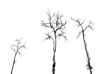 Dead Tree without Leaves on white