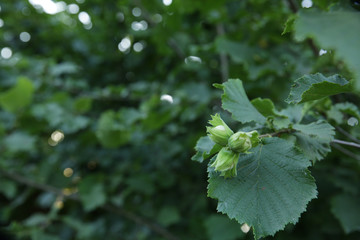 Trendy ugly organic hazelnut nut in green foliage. Agricultural background.