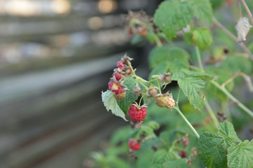 Ugly organic red and green raspberry berries growing on a branch of a bush in the garden, agricultural background.