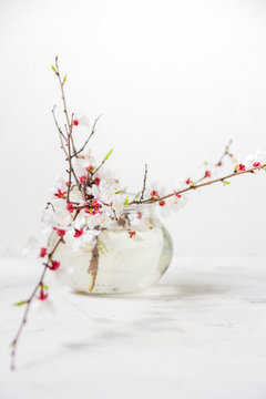 Cherry blossoms on a light background