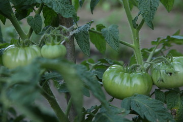 unripe green organic tomatoes with green leaves growing in a garden in a field. Horticultural crops. Agricultural background.
