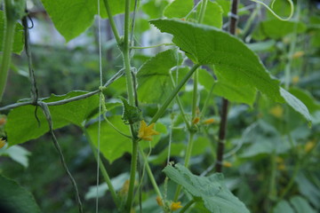 Growing cucumbers. Organic cucumbers with green leaves and yellow flowers grow in an open field in the garden. Horticultural crops. Agricultural background.