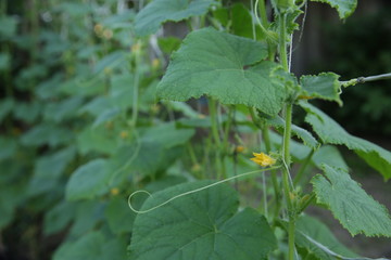 Organic cucumbers with green leaves and yellow flowers grow in an open field in the garden. Horticultural crops. Agricultural background.
