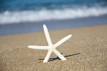 Fototapeta na wymiar Starfish on sandy beach. Travel and summer holidays concept, free space for text 