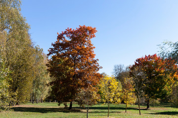 the forest under the sunlight