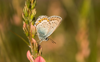 The common blue butterfly macro