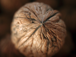 textured walnut photo in the studio