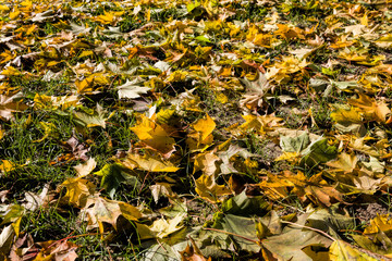 grass and earth