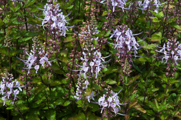 Sydney Australia,  Orthosiphon aristatus or Cat's Whiskers bush with purple flower stems
