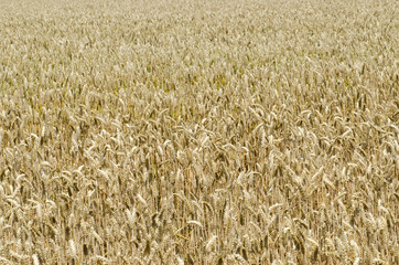 wheat field stretches as far as the eye can see, the ears swaying under the caress of the wind like a golden sea. The sunlight illuminates each ear, and fertile land is promises of abundance and food.