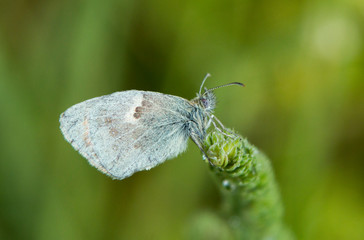 The common blue butterfly macro