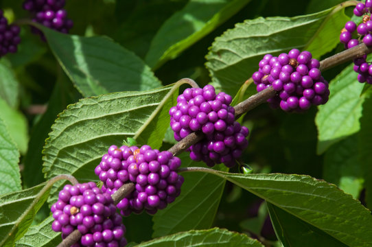 Sydney Australia, branch of a beautyberry bush with clusters of purple berries