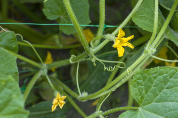 cucumber blooms flowers grows