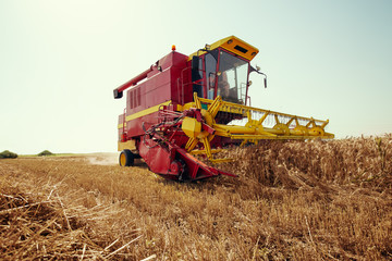 Obraz premium Harvesting wheat harvester on a sunny summer day