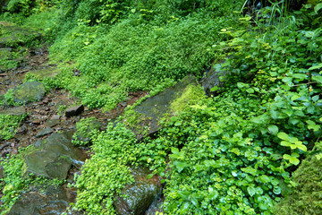 Forest landscape along the Neckarsteig long-distance hiking trail in Germany