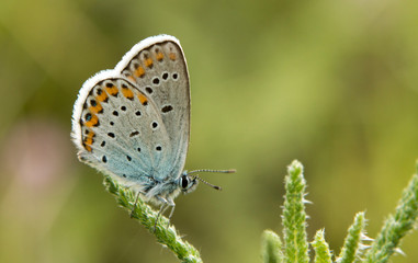 Plakat The common blue butterfly macro