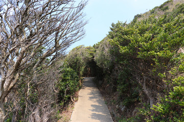 佐田岬までの遊歩道（愛媛県伊方町）,cape sada,ehime,japan
