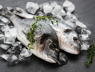 Fresh fish dorado