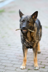 German shepherd standing and looking straight in the camera.
