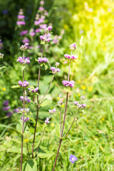 Wild purple flowers close up. Alpine meadows in the mountains