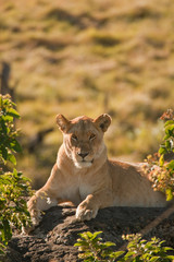 Lioness early moring light