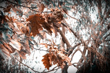 trees with yellow and orange leaves in autumn