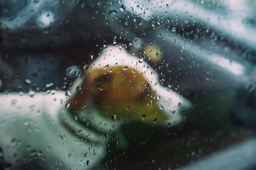 Faithful small dog sitting in a car in rainy day