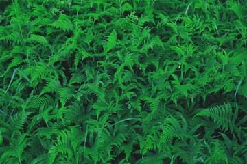 Green background of fern, folded beautiful pattern